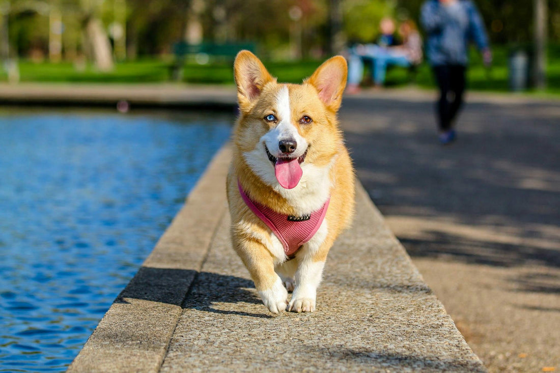 5 MUST-SEE PLACES IN THE U.S. TO VISIT WITH YOUR DOG!